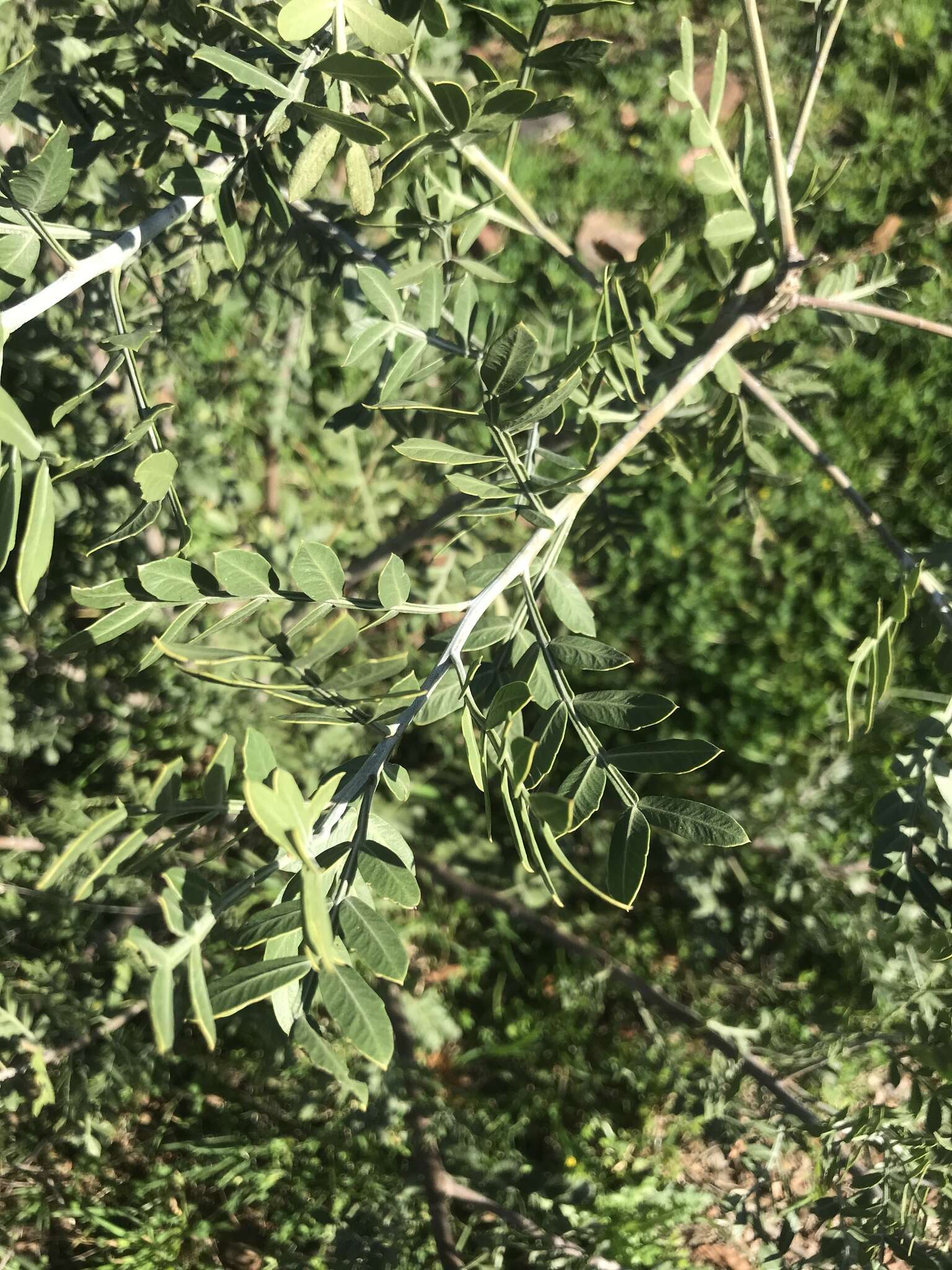 Image de Schinus lentiscifolia March.