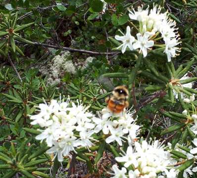 Image of Forest Bumble Bee