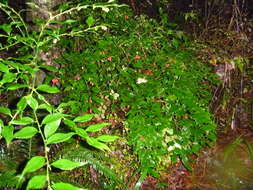 Image of Sarcococca ruscifolia Stapf