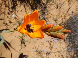 Image of Ixia calendulacea Goldblatt & J. C. Manning