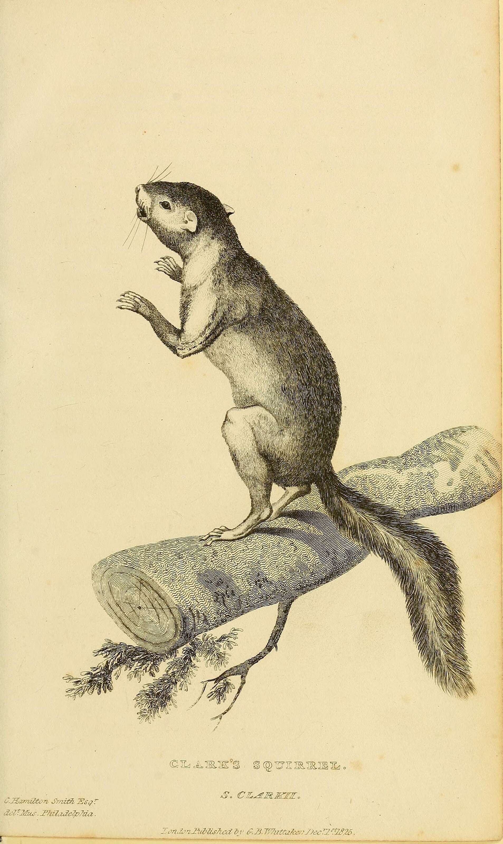 Image of Sciurus subgen. Hesperosciurus Nelson 1899