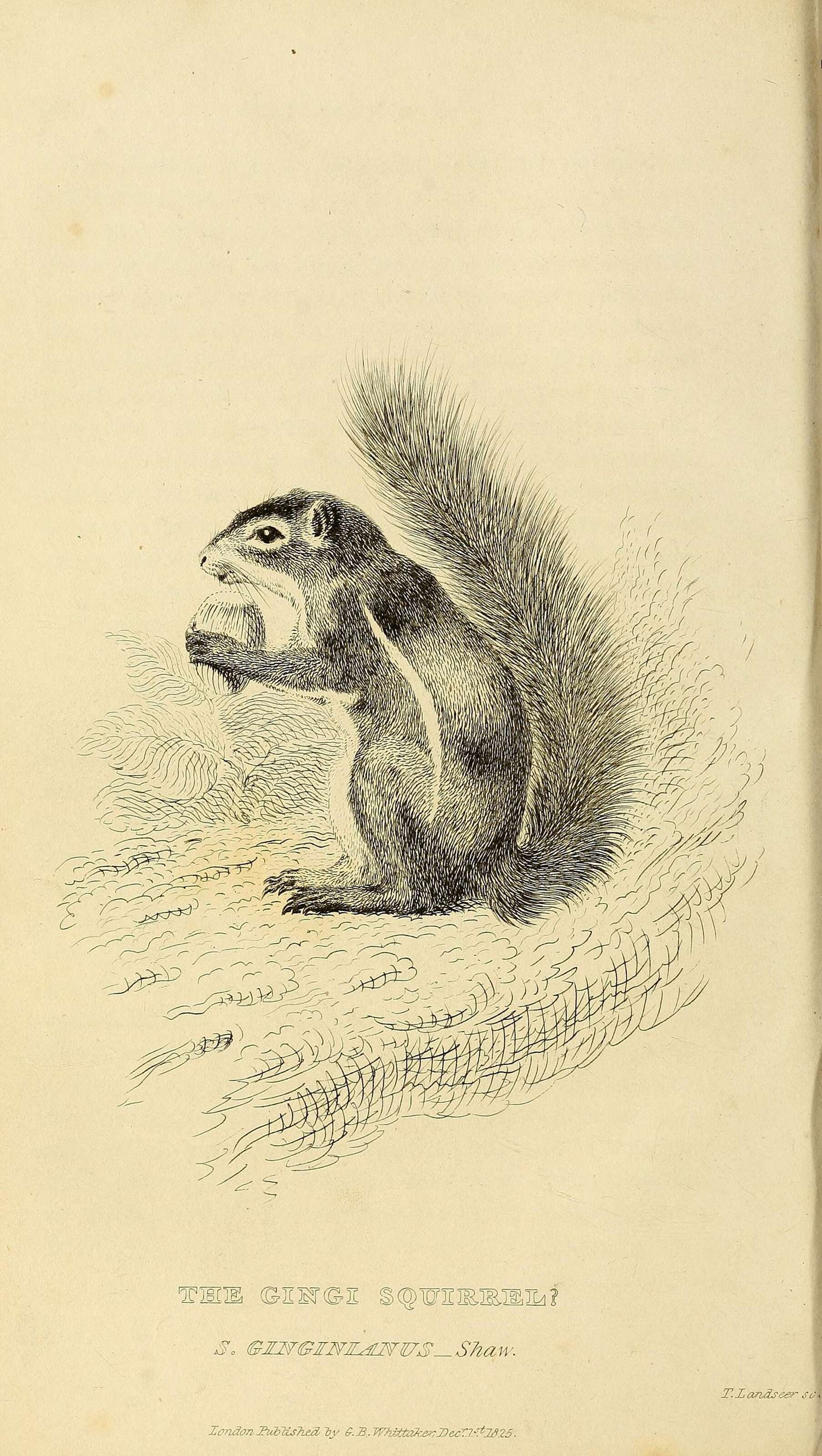 Image of Xerus subgen. Geosciurus Smith 1834