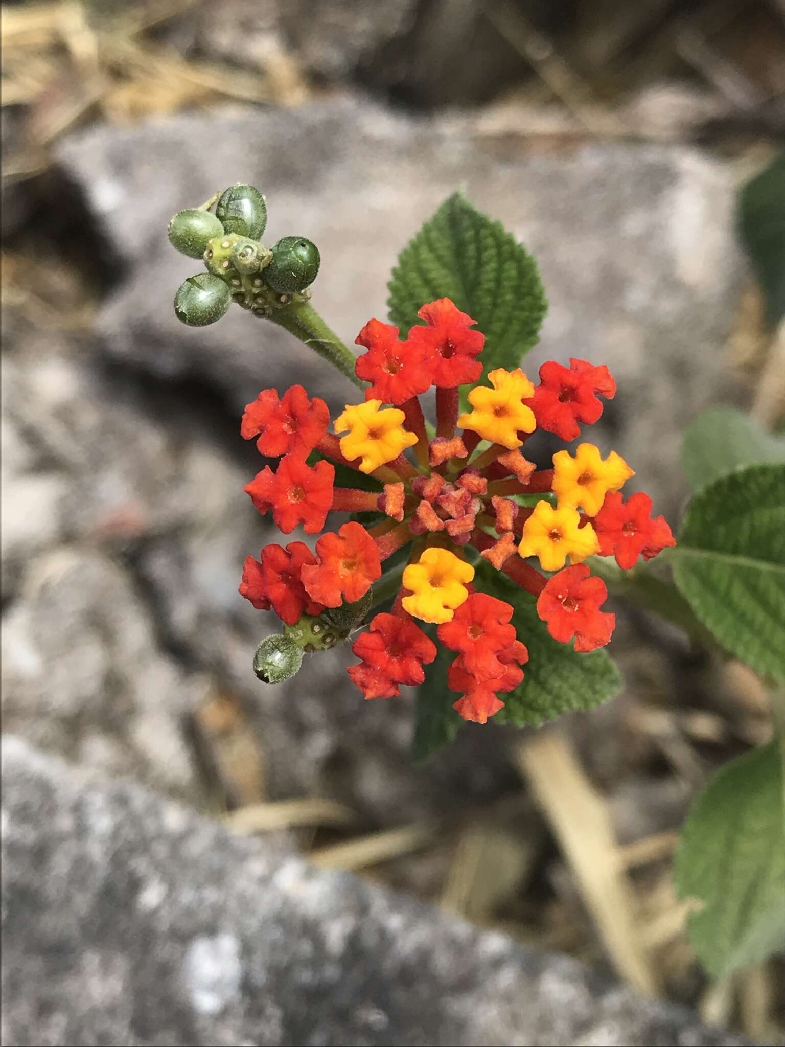 Image of nettleleaf shrubverbena