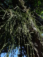 Image of Rhipsalis baccifera subsp. shaferi (Britton & Rose) Barthlott & N. P. Taylor