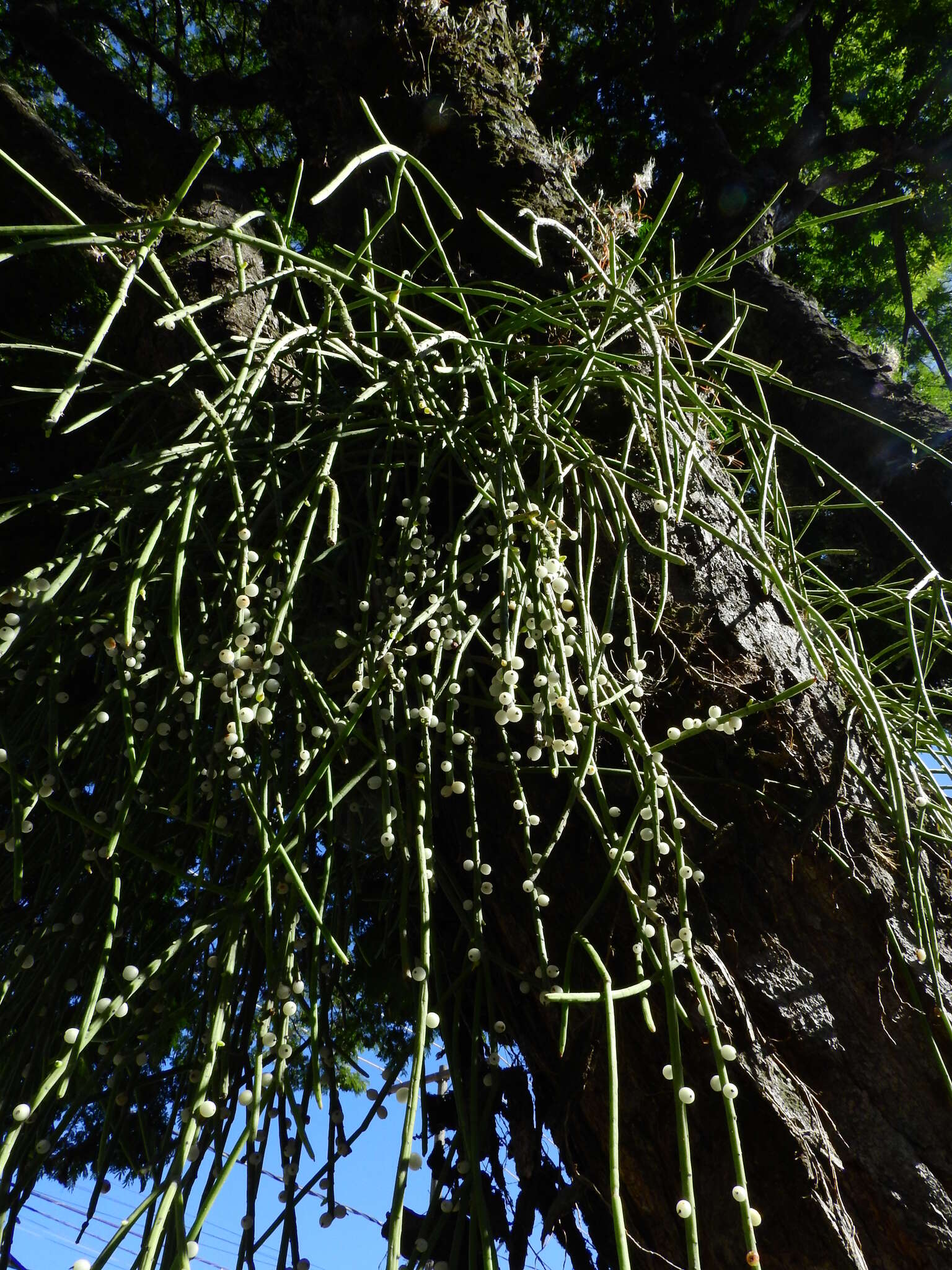 Image of Rhipsalis baccifera subsp. shaferi (Britton & Rose) Barthlott & N. P. Taylor