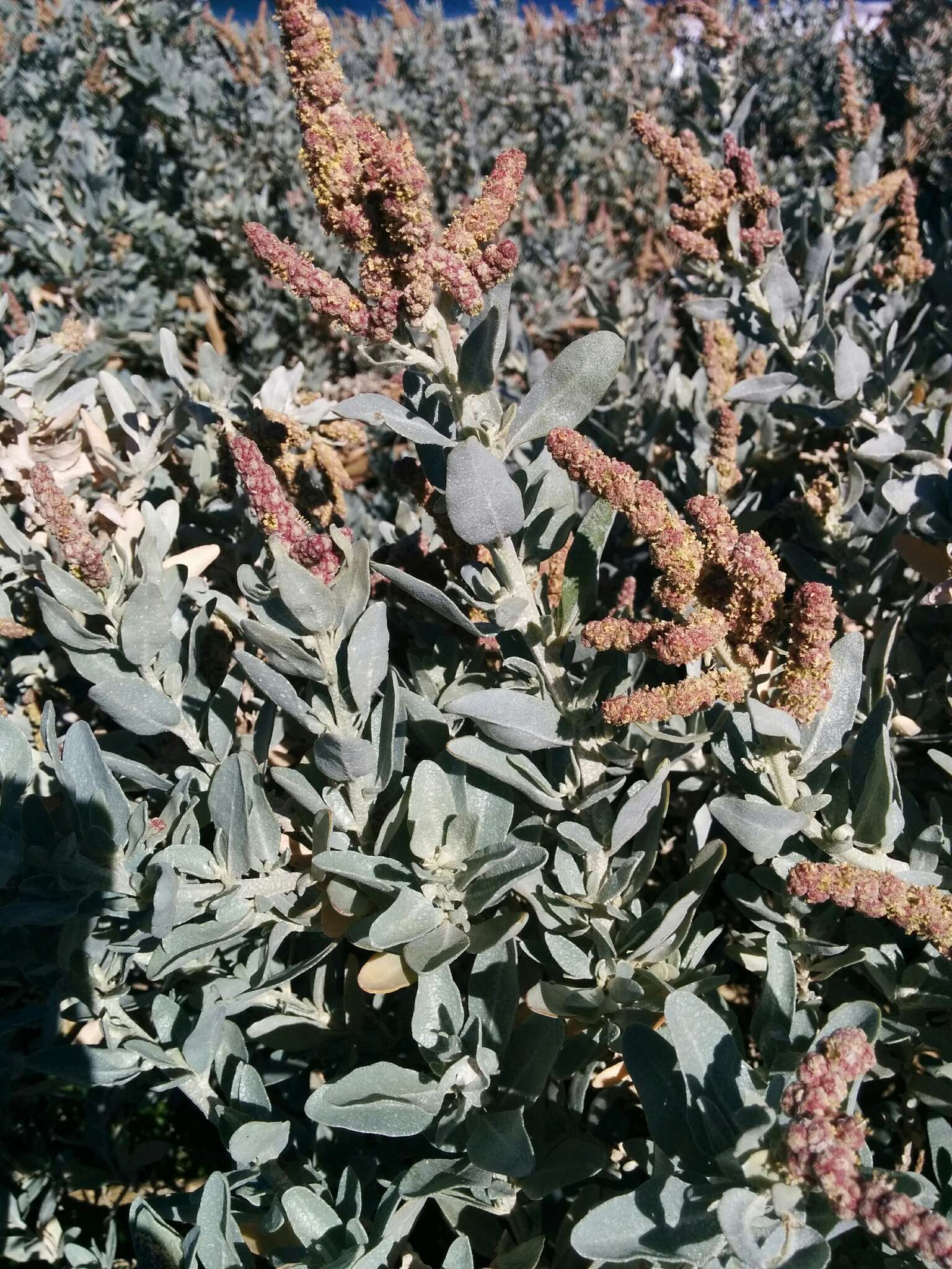 Imagem de Atriplex cinerea Poir.