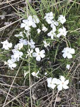 Image of Missoula phlox