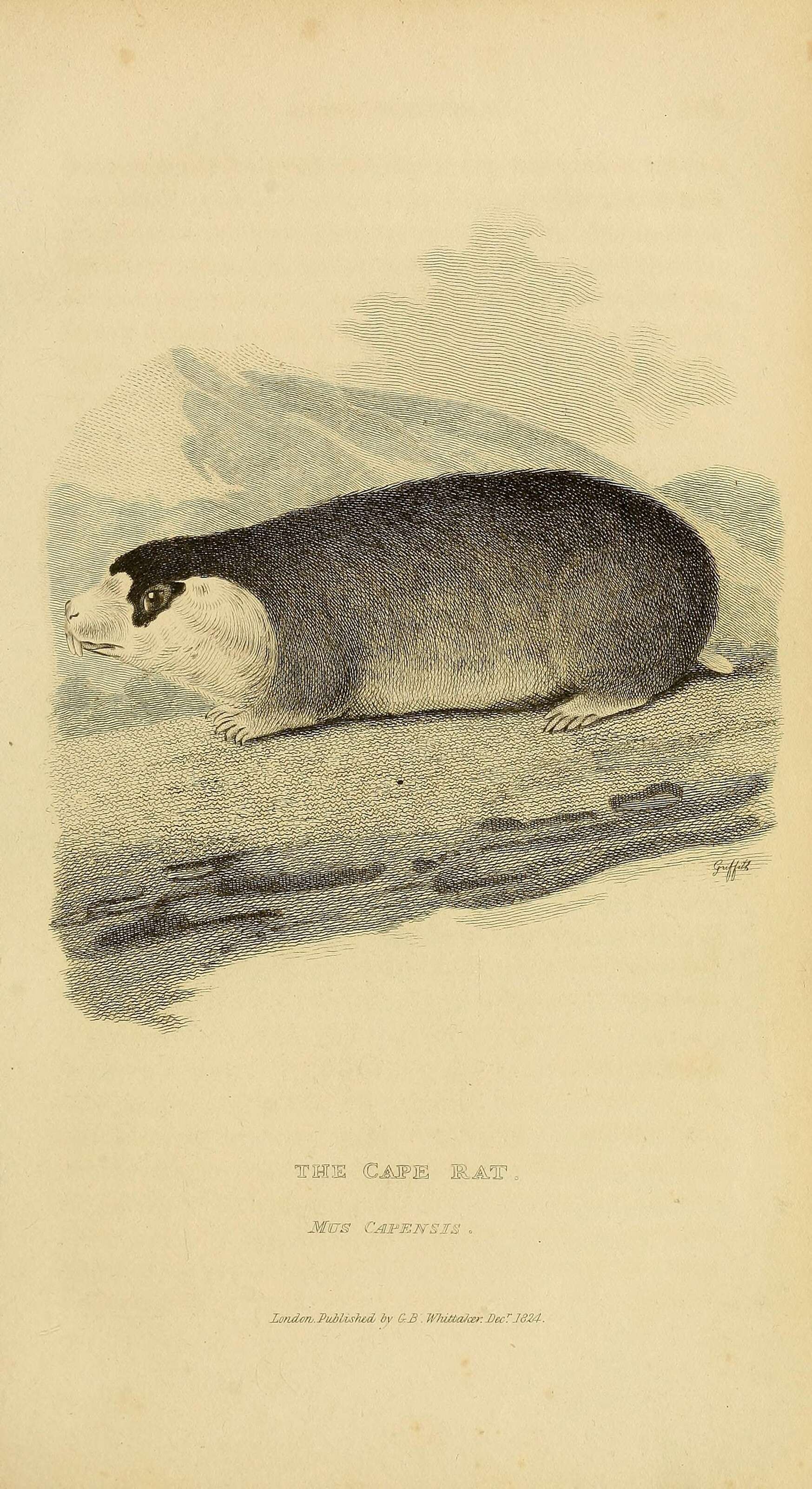 Image of Georychus Illiger 1811