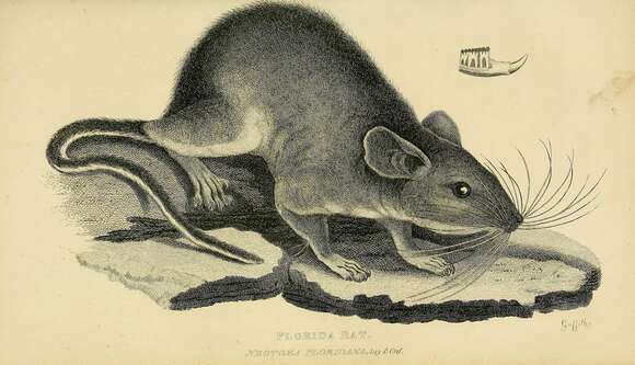 Image de Neotoma floridana (Ord 1818)