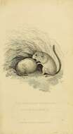 Image of hazel dormouse