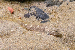 Image of Exquisite goby