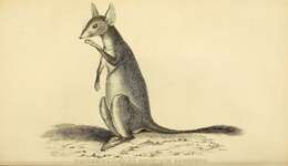 Image de Petrogale penicillata (Gray 1827)