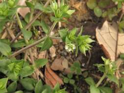 Image of Arenaria serpyllifolia subsp. serpyllifolia