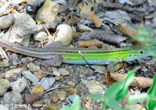 Image of Six-lined Racerunner