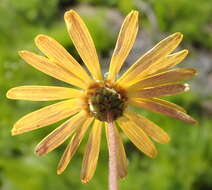 Image of Ursinia chrysanthemoides (Less.) Harv.