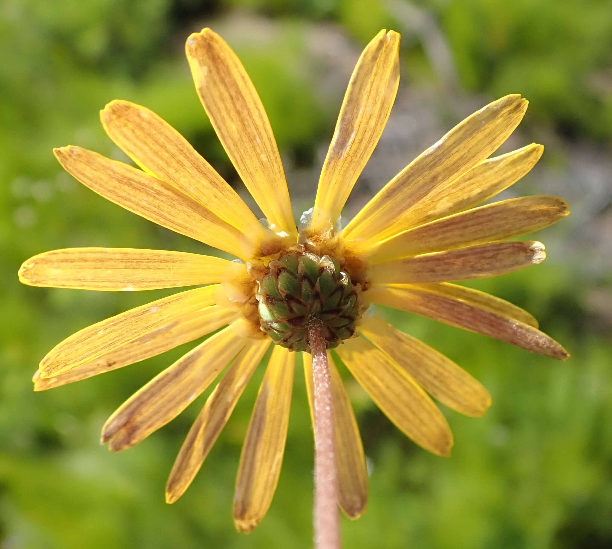 Image of Ursinia chrysanthemoides (Less.) Harv.