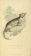 Image of Eastern Short-tailed Opossum