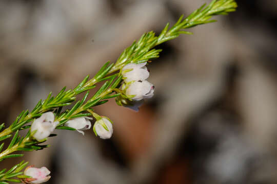 Imagem de Erica margaritacea