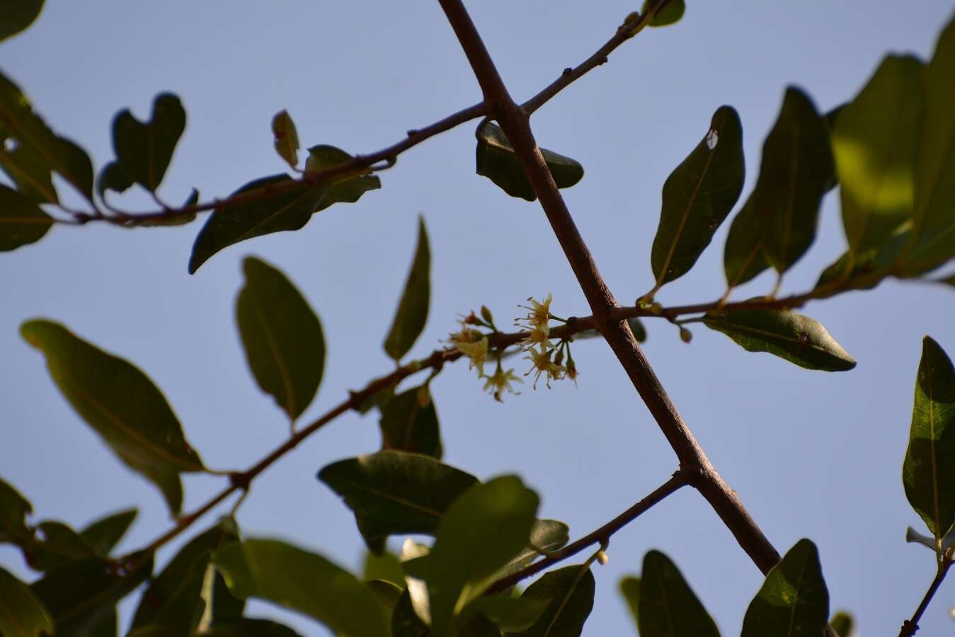 Image of Erythroxylum mexicanum Kunth