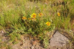 Image of Hooker's balsamroot