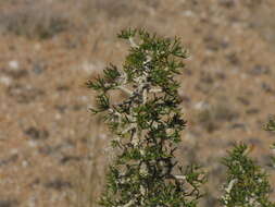 Euryops subcarnosus subsp. vulgaris B. Nord. resmi