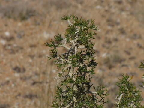 Image of Euryops subcarnosus DC.