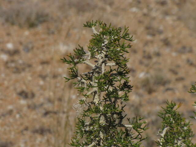 Euryops subcarnosus subsp. vulgaris B. Nord. resmi