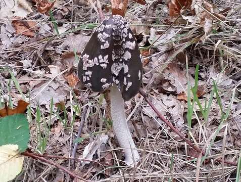 Imagem de Coprinopsis picacea (Bull.) Redhead, Vilgalys & Moncalvo 2001