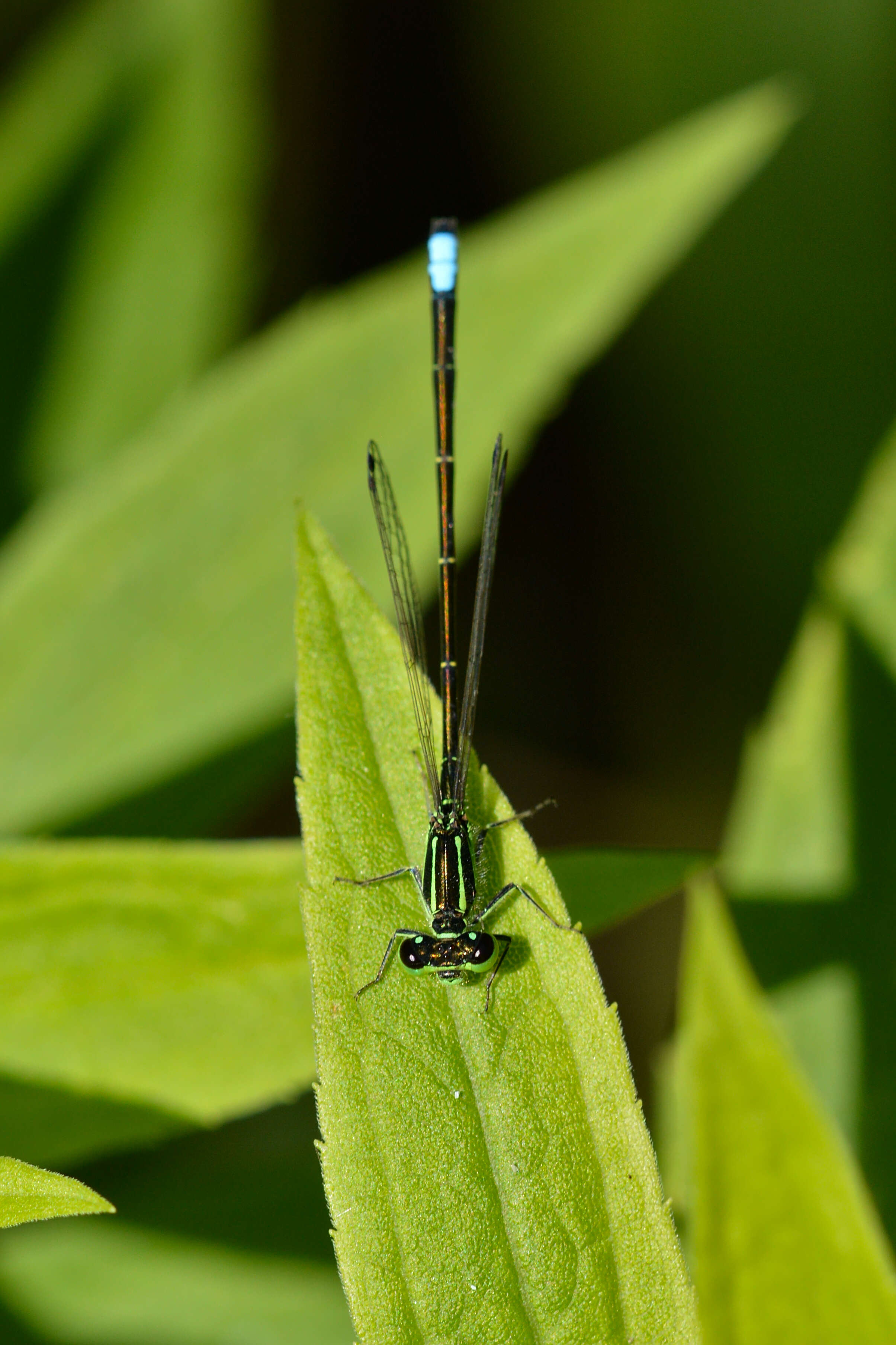 Image of Eastern Forktail