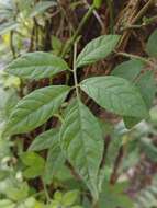 Image of Solanum appendiculatum Humb. & Bonpl. ex Dun.