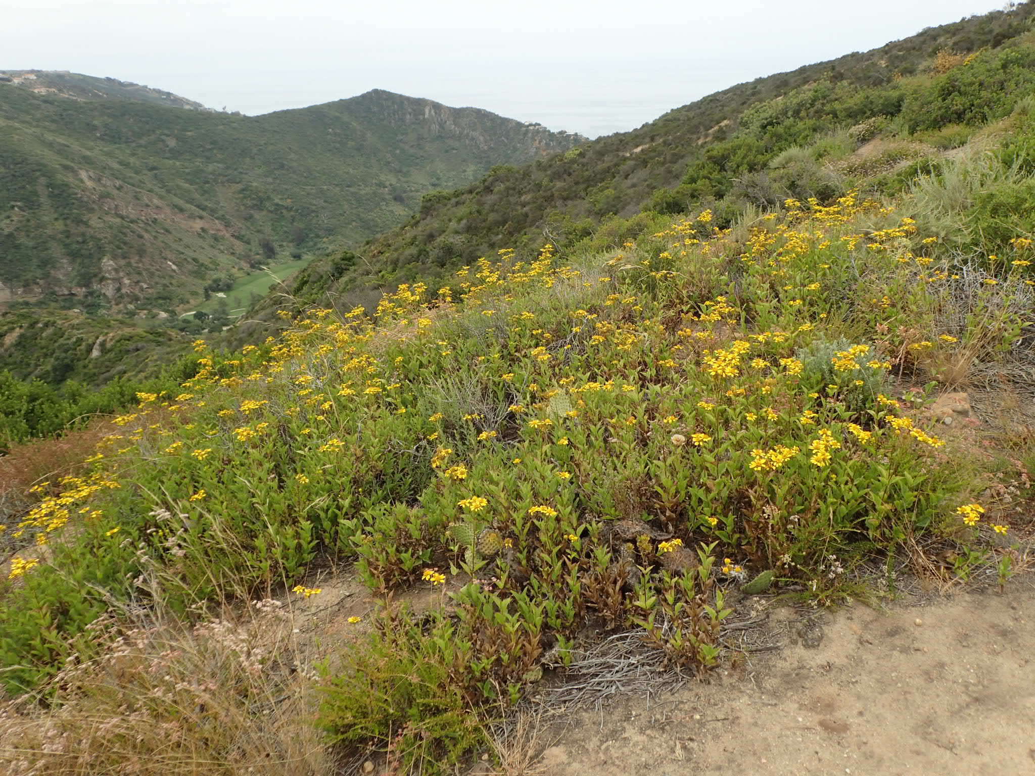 Image of bigleaf crownbeard