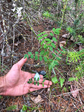 Astragalus robbinsii (Oakes) A. Gray的圖片