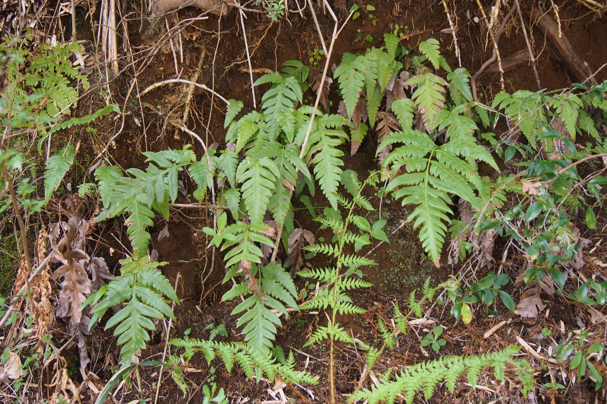 Image of Woodwardia orientalis Sw.