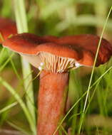 Plancia ëd Lactarius eucalypti O. K. Mill. & R. N. Hilton 1987