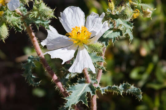 Image of Mojave pricklypoppy