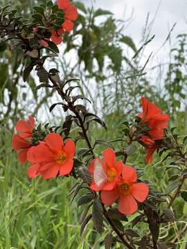 Imagem de Turnera longiflora Cambess.