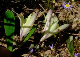 Image of Sparaxis grandiflora subsp. acutiloba Goldblatt