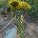 Image de Helichrysum kirkii Oliv. & Hiern