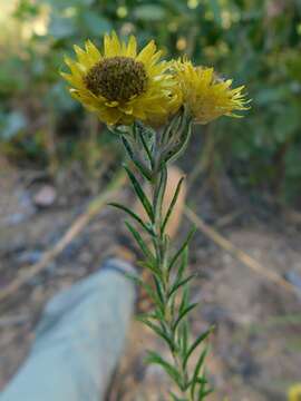 Image of Helichrysum kirkii Oliv. & Hiern