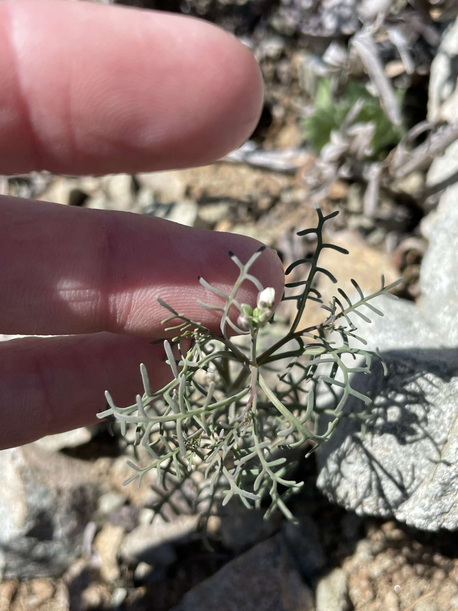 Image of Santa Cruz Island winged rockcress