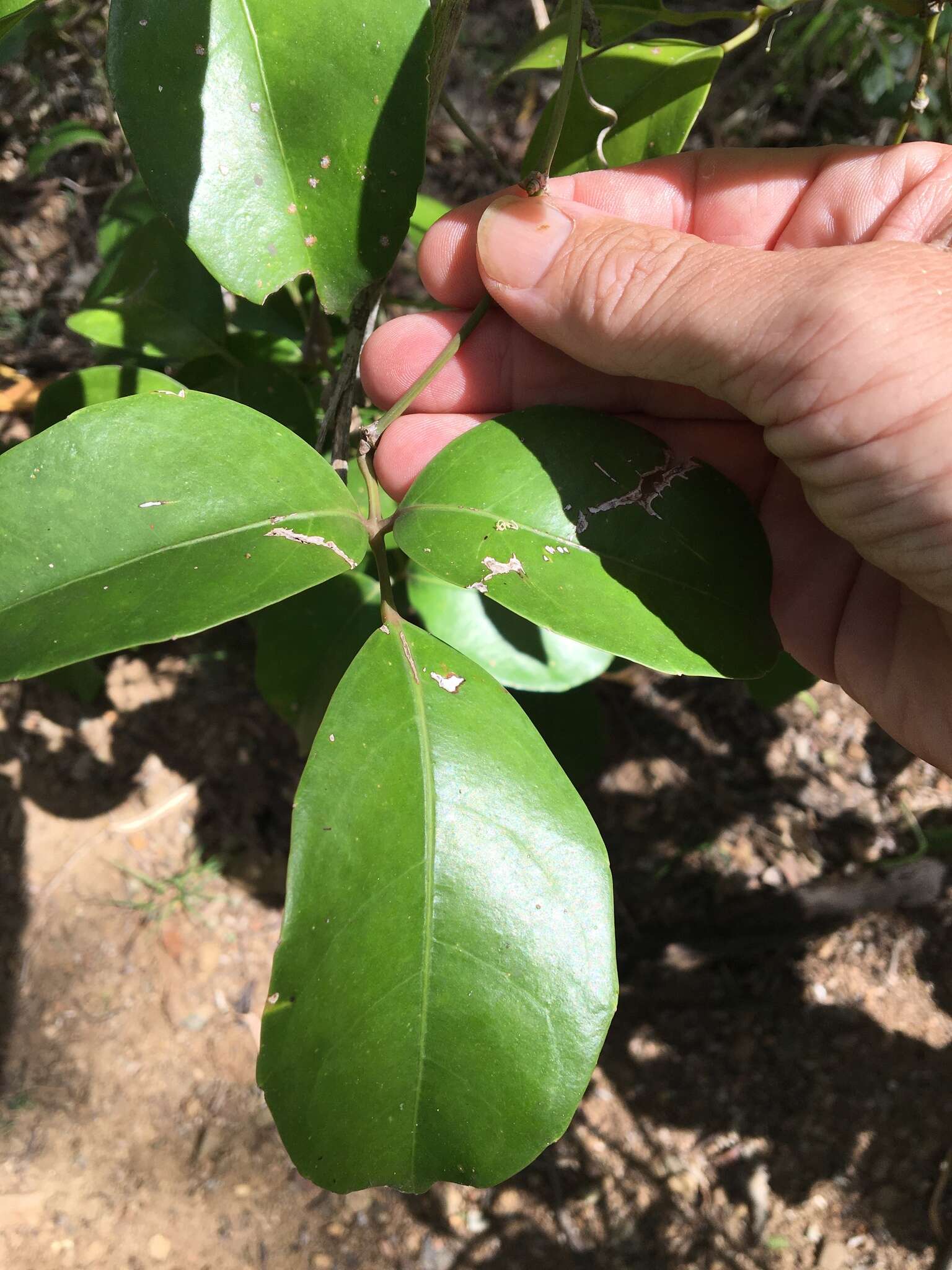 Image of Tetrastigma nitens (F. Müll.) Planchon