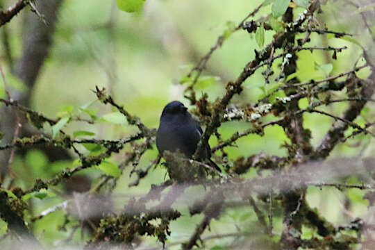 Image of Slaty Bunting