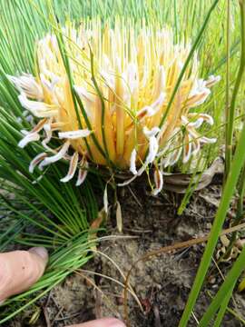 Image of Protea lorea R. Br.