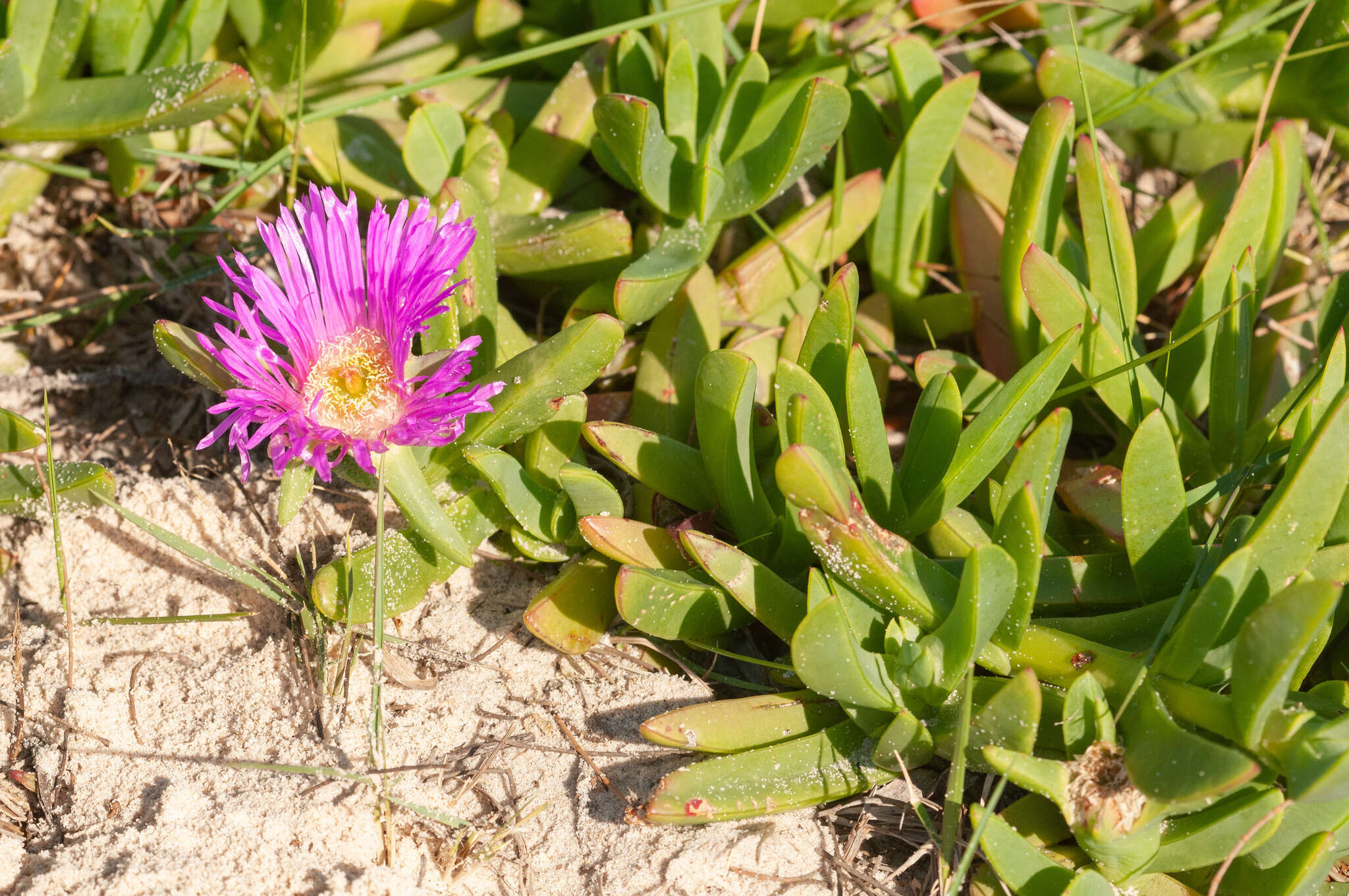 Plancia ëd Carpobrotus glaucescens (Haw.) Schwant.