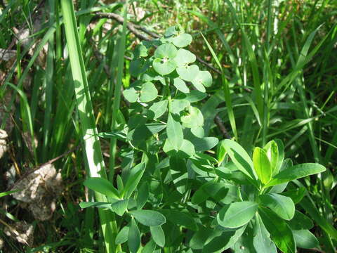 Image of leafy spurge