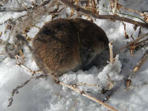 Image de Microtus brachycercus Lehmann 1961