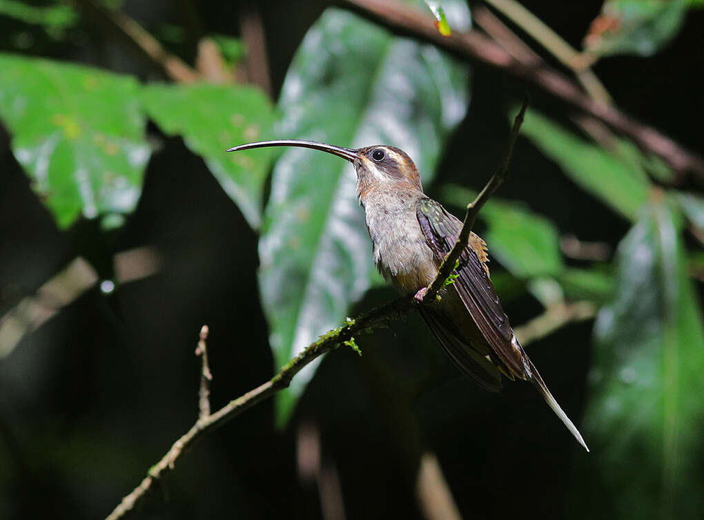 Image of Long-billed Hermit