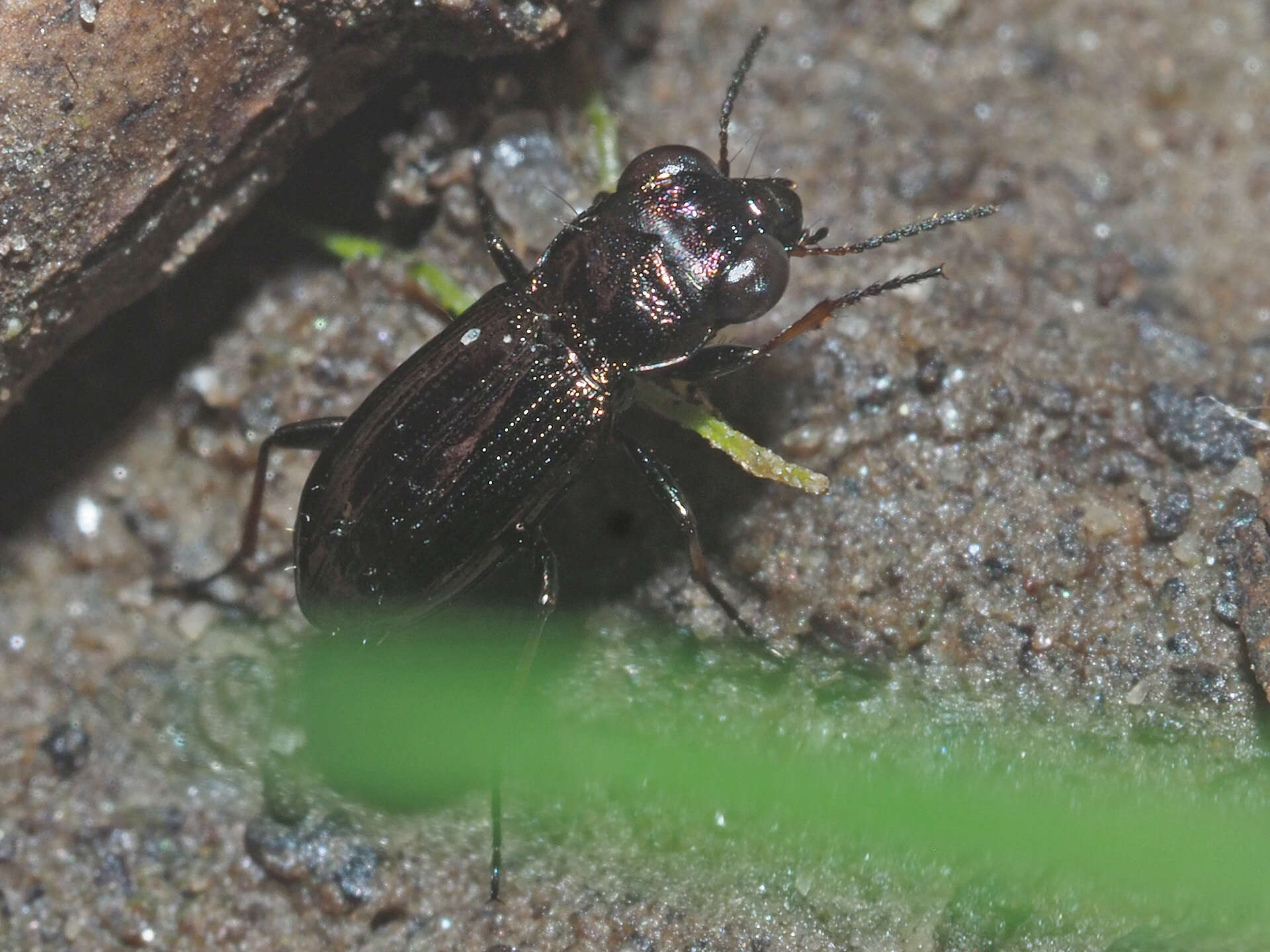 Image of Rough-necked Springtail-stalker