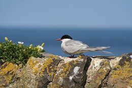 Image of Arctic Tern