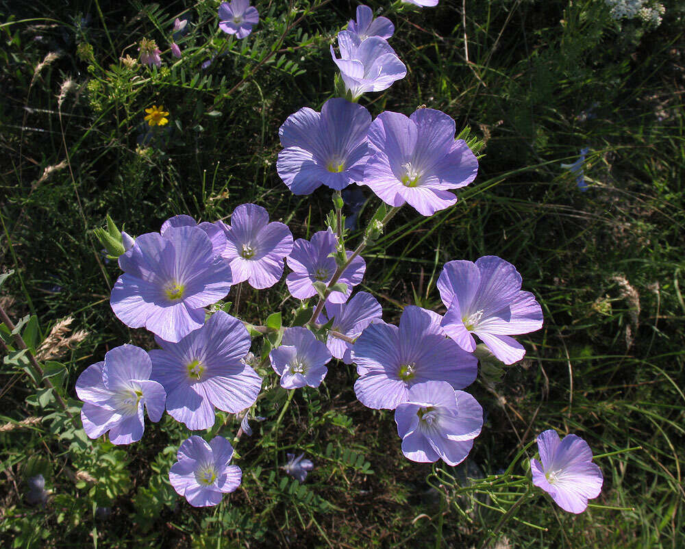 Imagem de Linum hirsutum L.